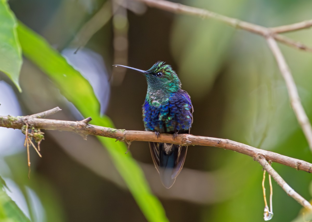 Фиолетоволобая талурания - ML645844393