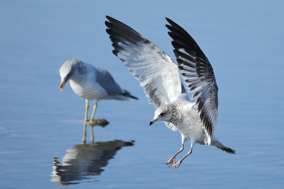 Делавэрская чайка - ML645844394