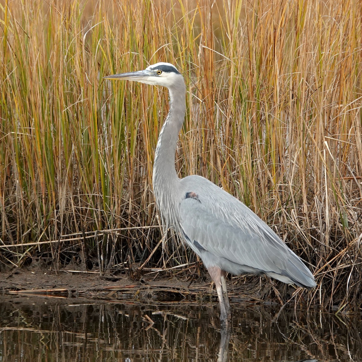 Большая голубая цапля - ML645844395