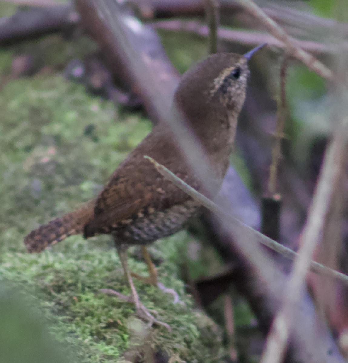 Тихоокеанский крапивник - ML645844396