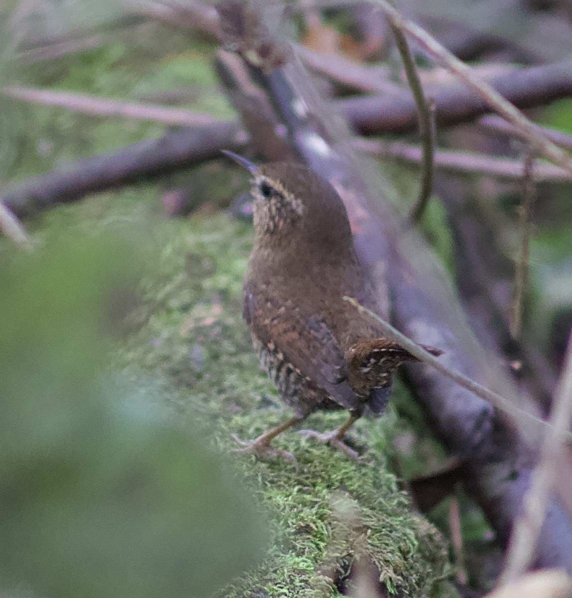 Тихоокеанский крапивник - ML645844397