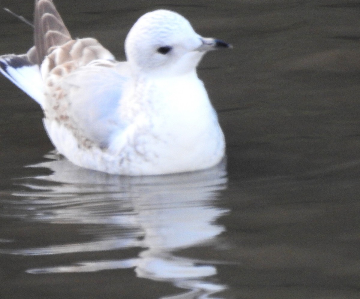 Сизая чайка - ML645844399