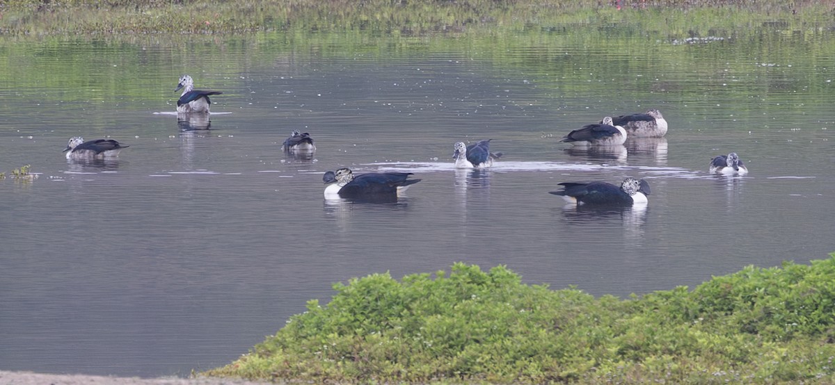 Шишконосая утка - ML645844400