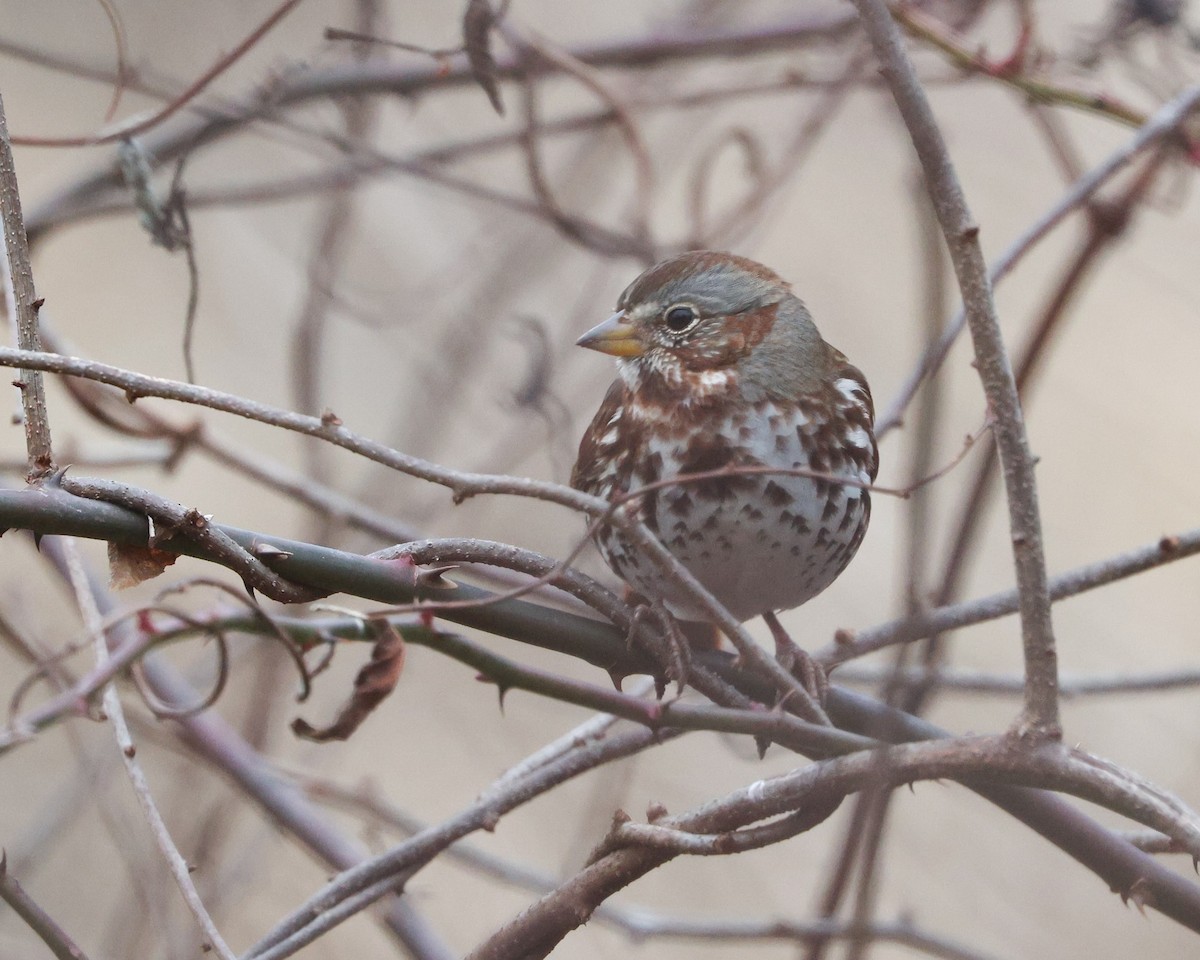 Пестрогрудая овсянка - ML645844401