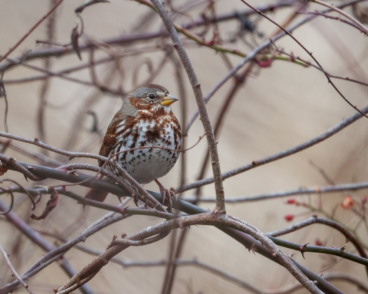 Пестрогрудая овсянка - ML645844402