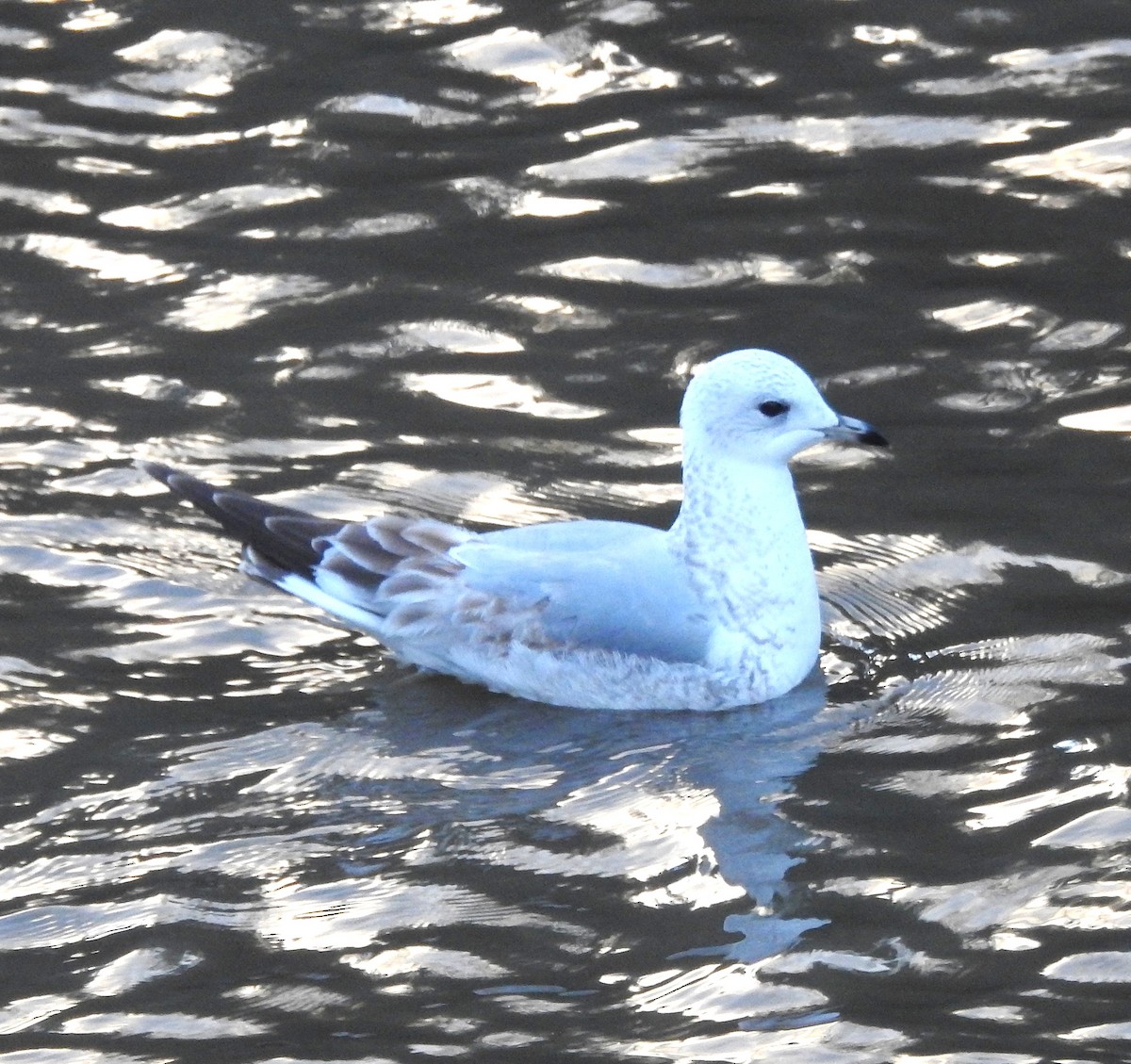 Сизая чайка - ML645844403