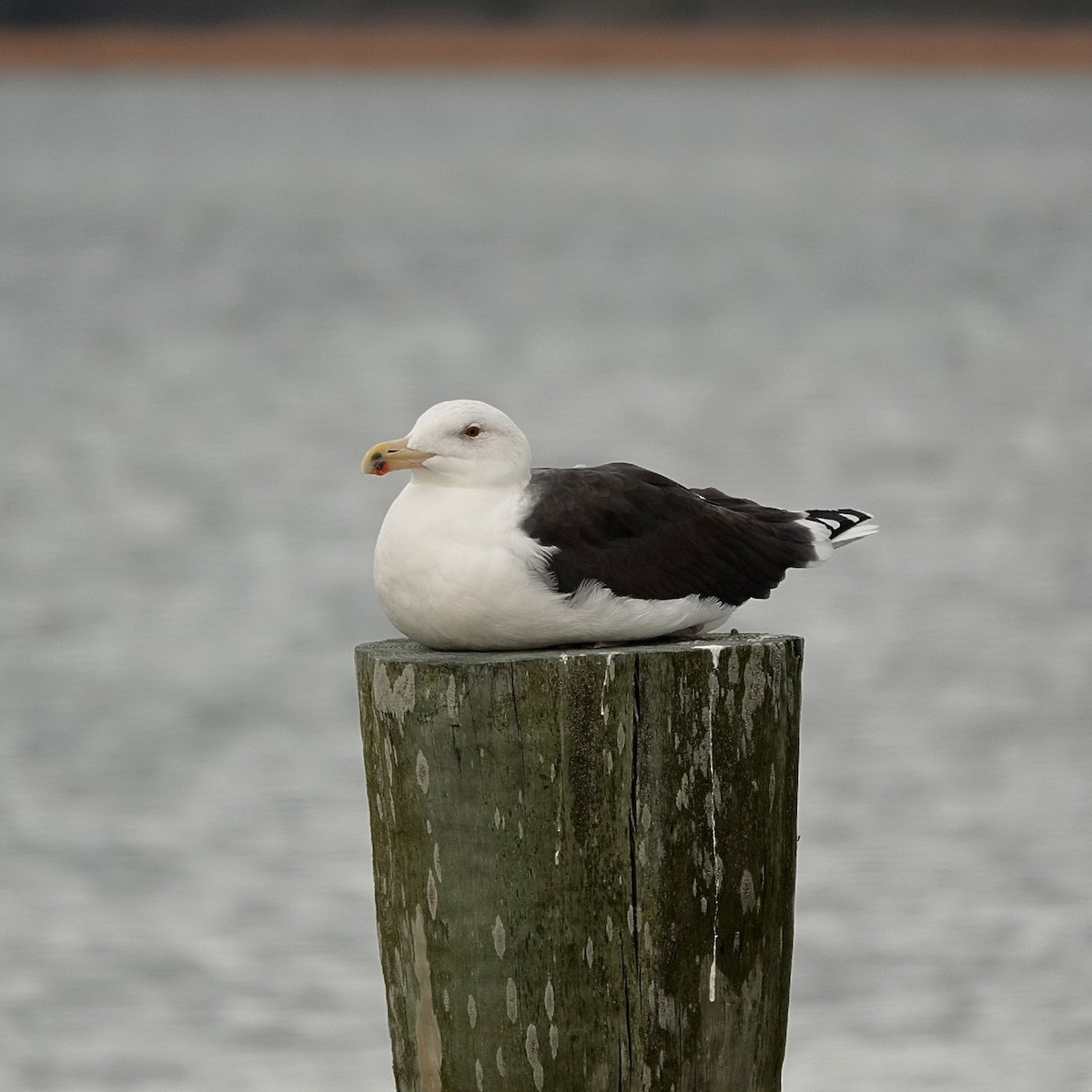 Морская чайка - ML645844404