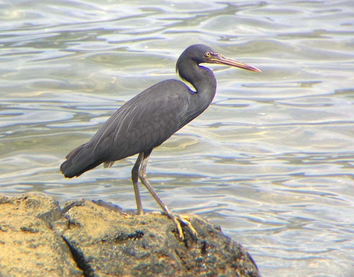 Восточная рифовая цапля - ML645844405