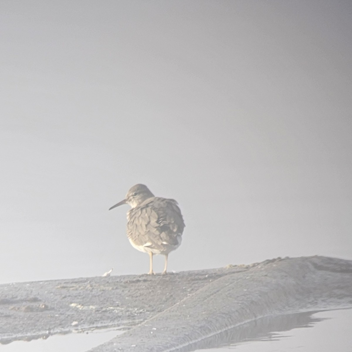 Пятнистый перевозчик - ML645844406