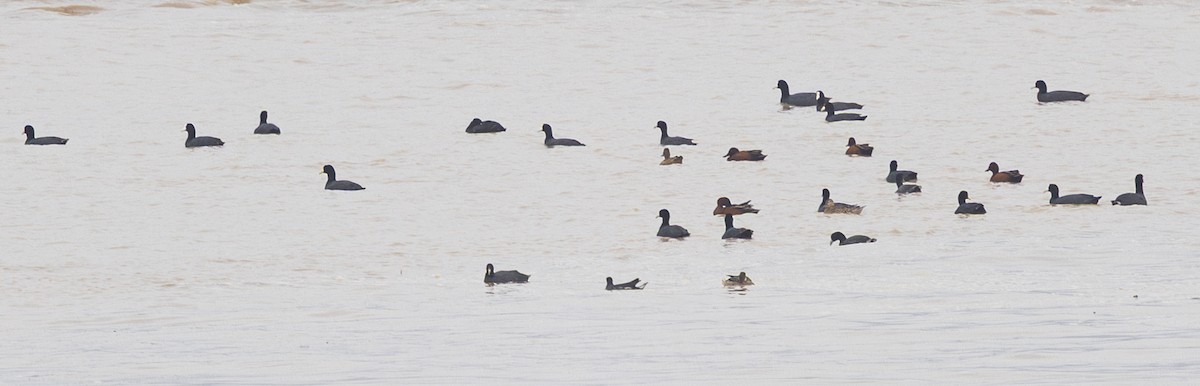 Slate-colored Coot - ML645844407