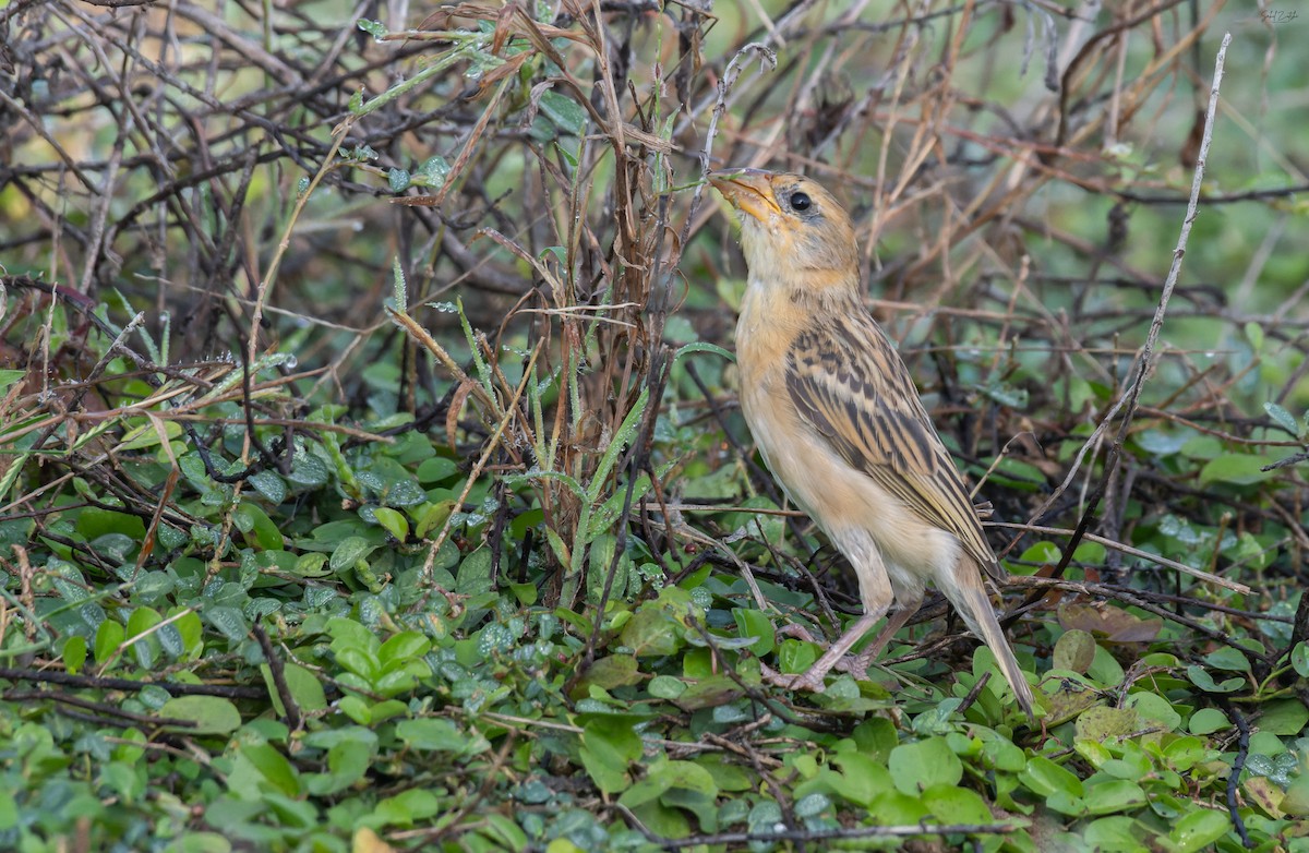 Baya Weaver - ML645844408