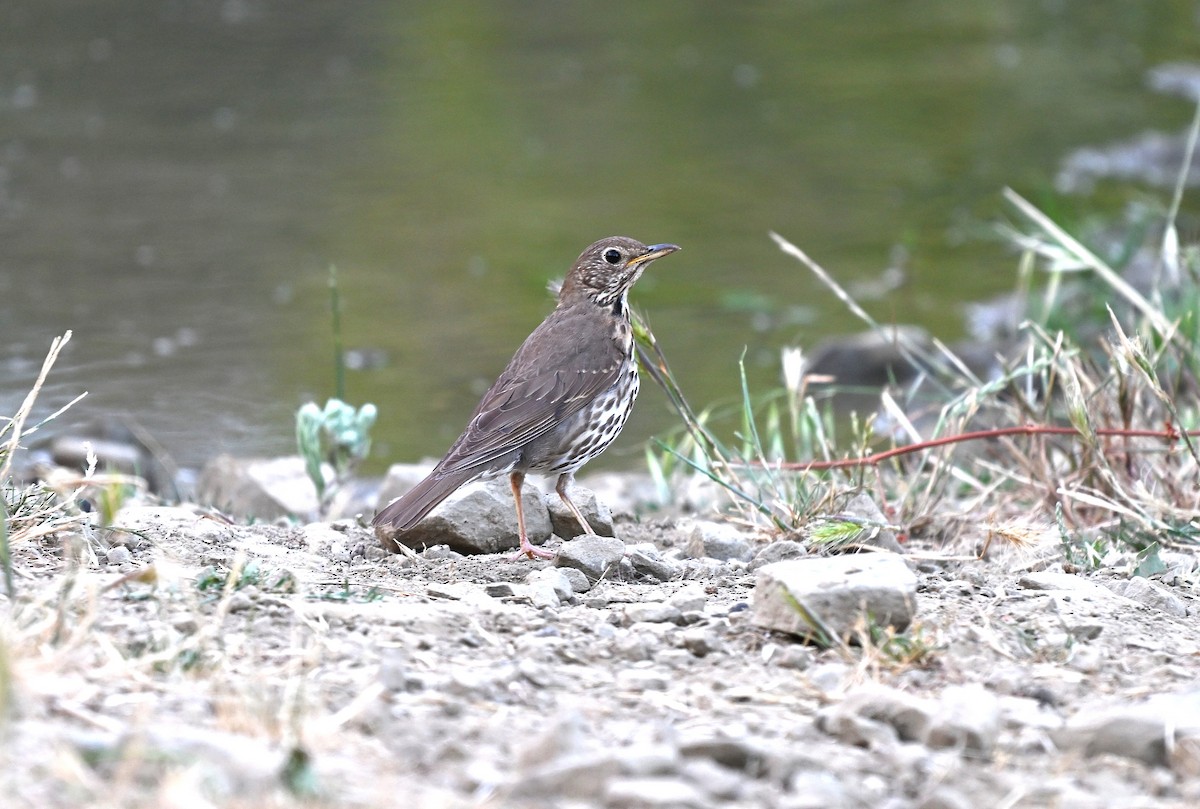 Song Thrush - ML645844409
