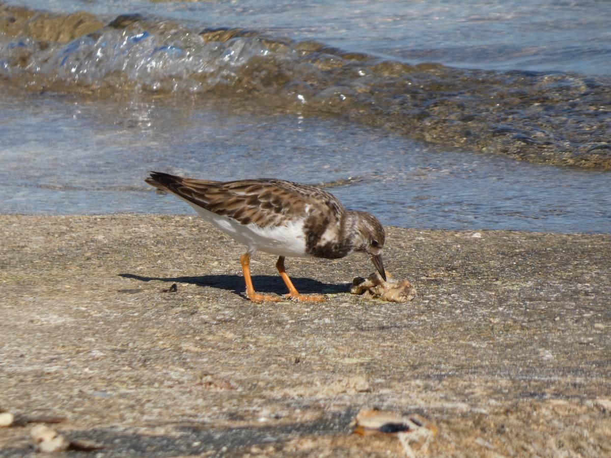 Ruddy Turnstone - ML645844412