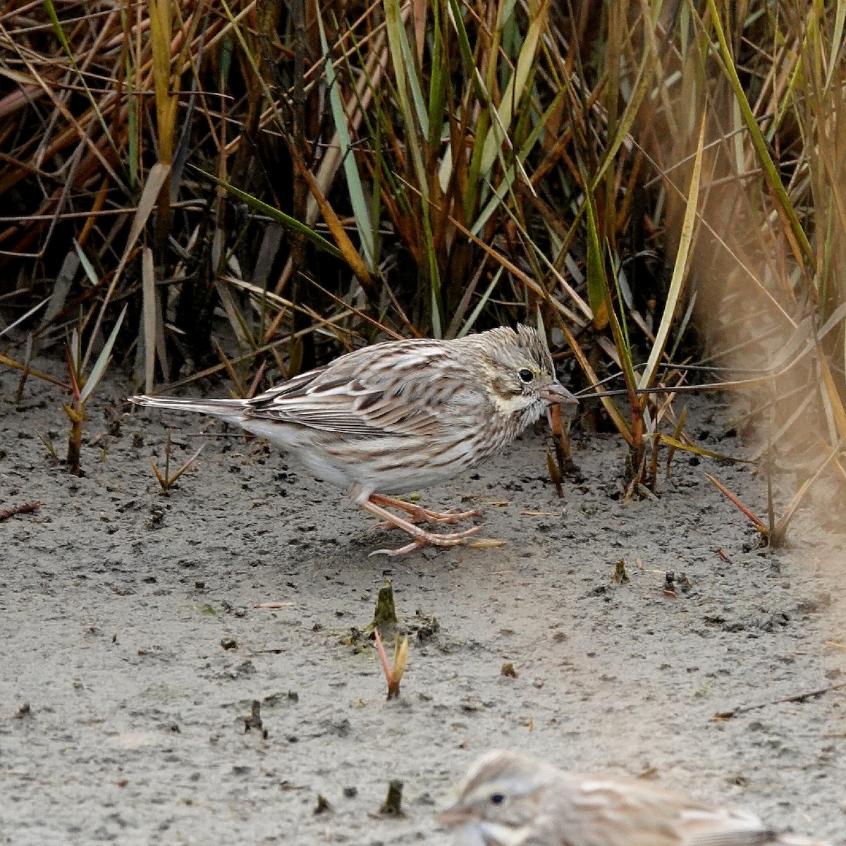 Пасовник савановий (підвид princeps) - ML645844413
