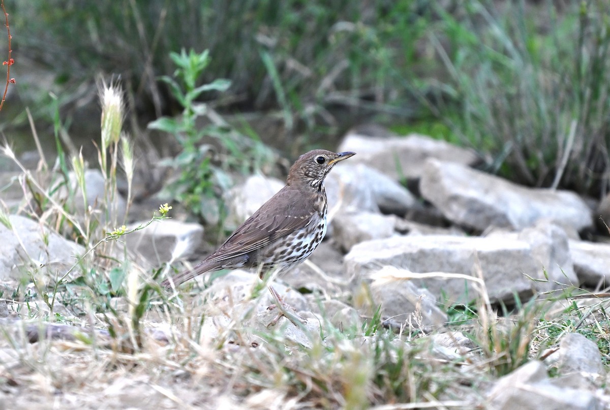 Song Thrush - ML645844420