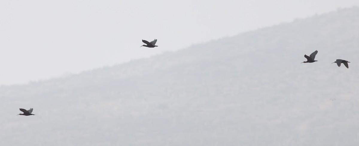 Puna Ibis - ML645844421