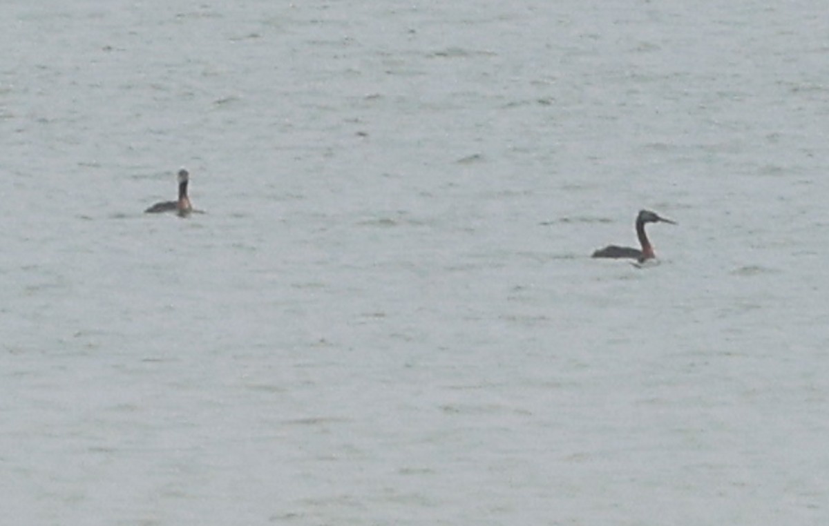 Great Grebe - ML645844427