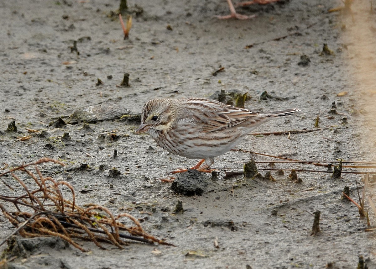 Пасовник савановий (підвид princeps) - ML645844428