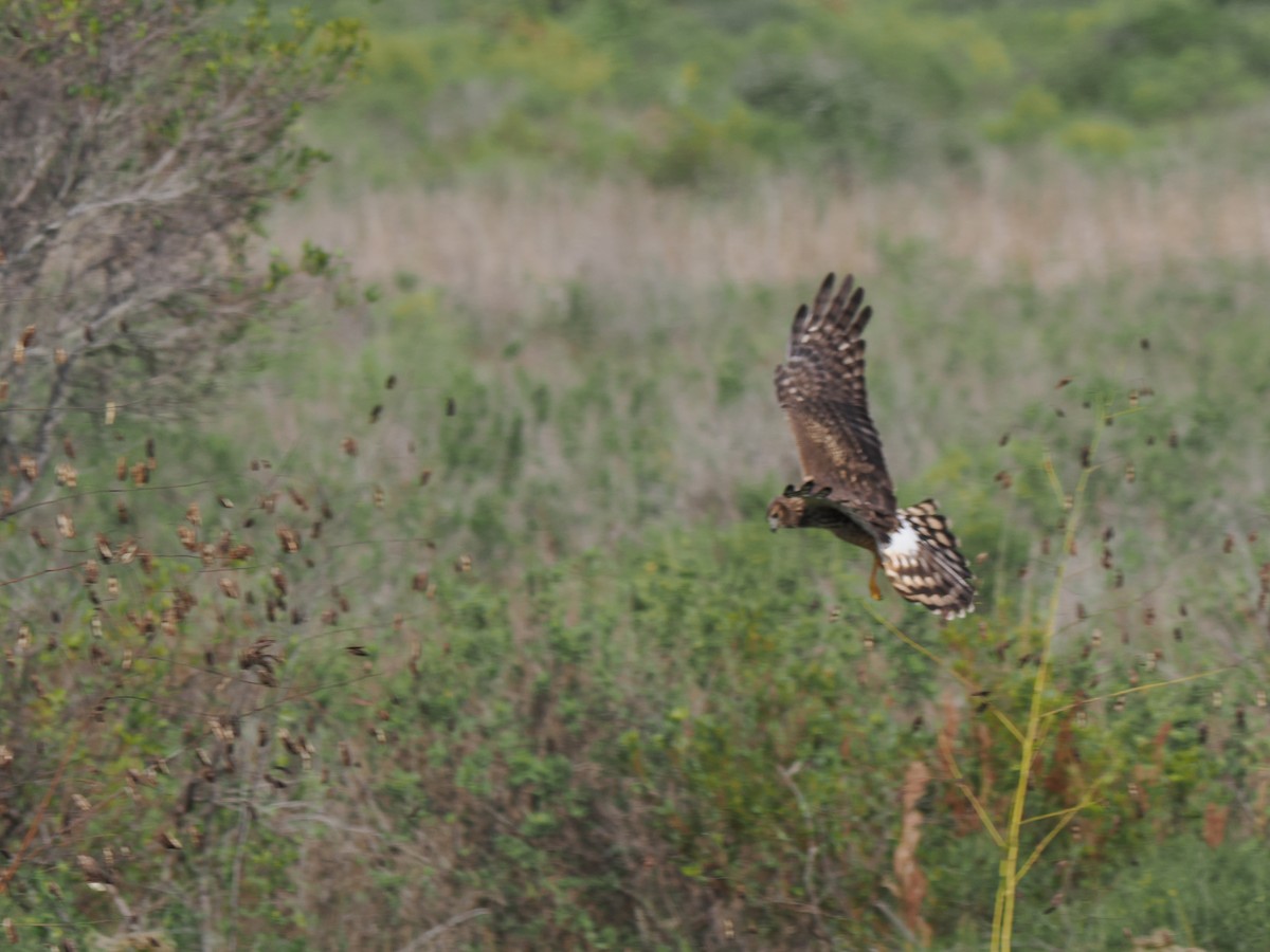Лунь американський - ML645844432