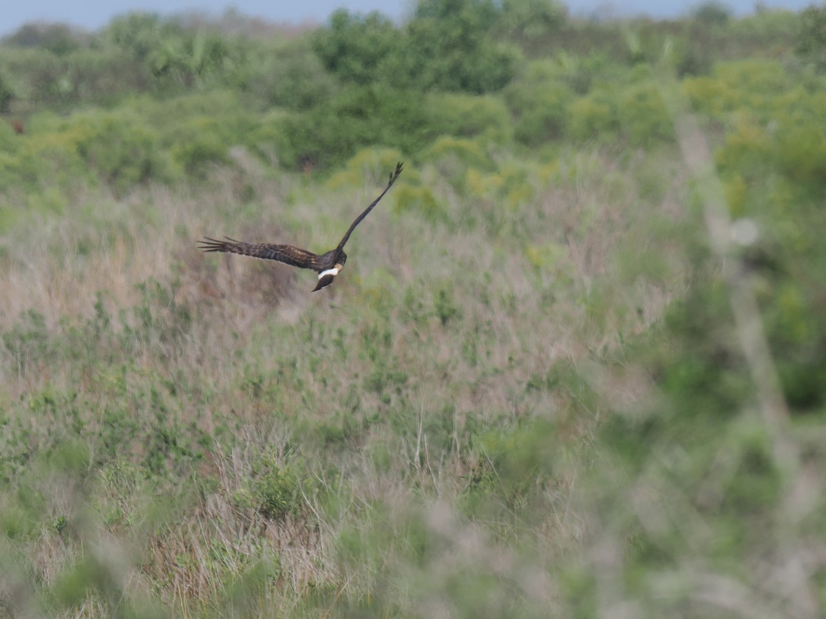 Лунь американський - ML645844433