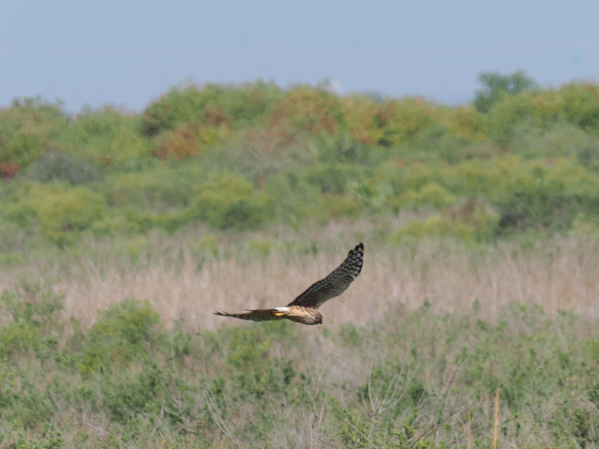 Лунь американський - ML645844434