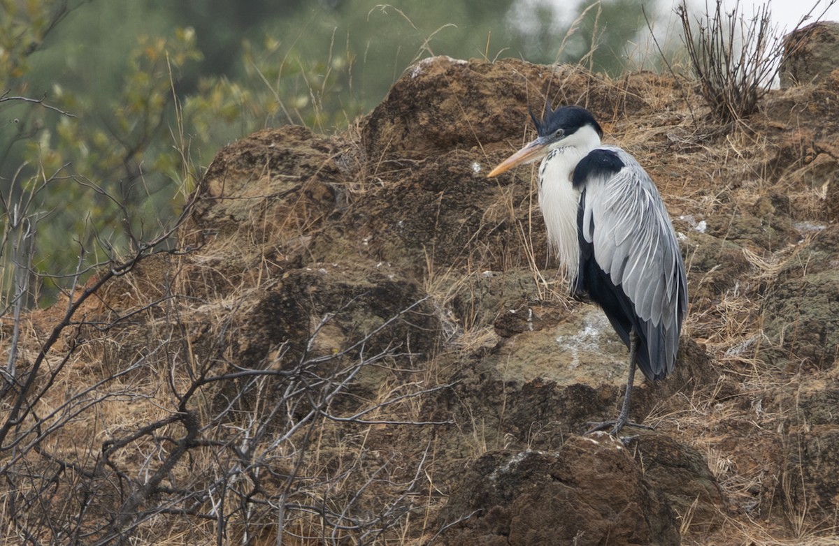 Cocoi Heron - ML645844435