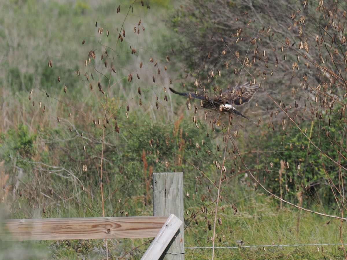Лунь американський - ML645844437