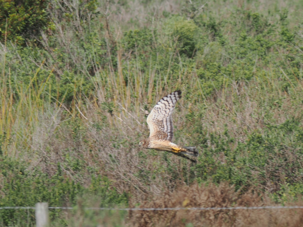 Лунь американський - ML645844438