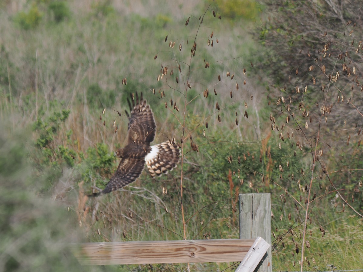 Лунь американський - ML645844441