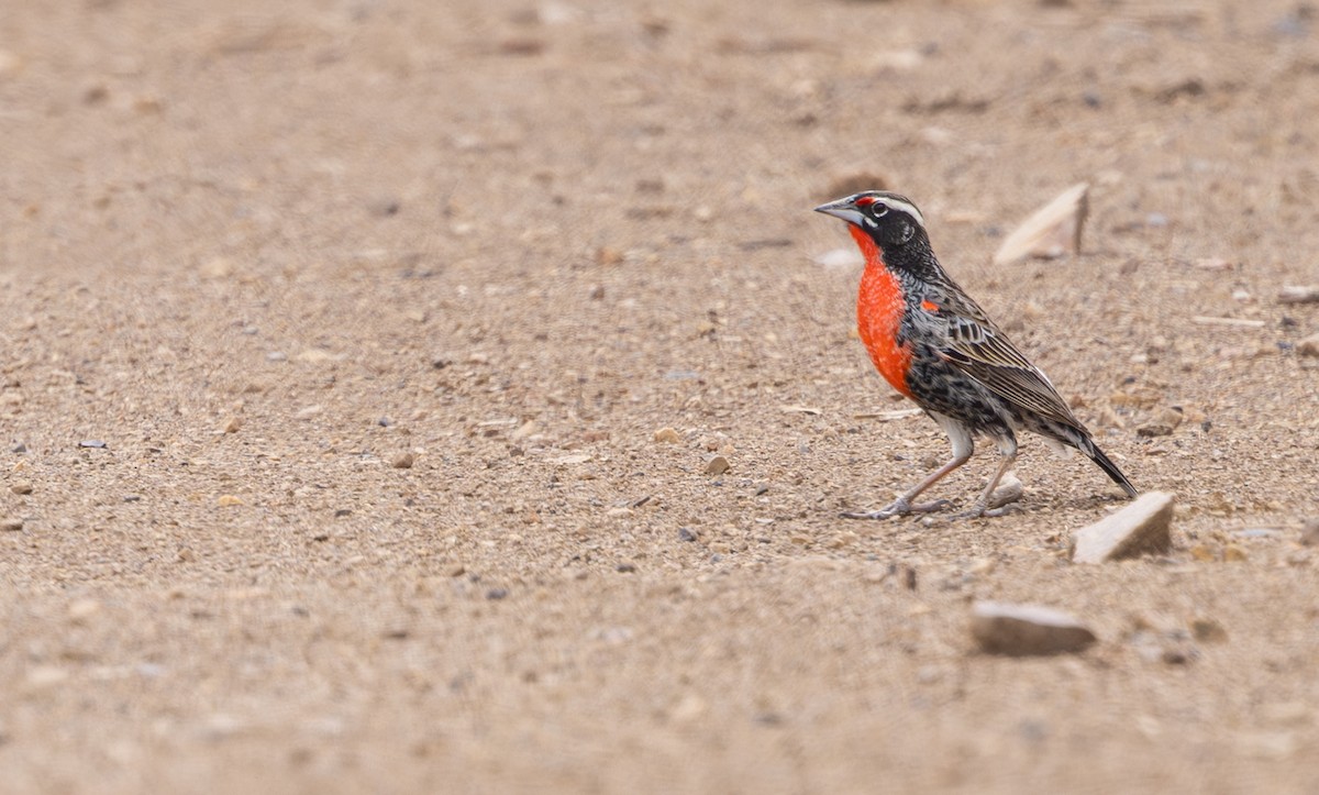 Peruvian Meadowlark - ML645844442