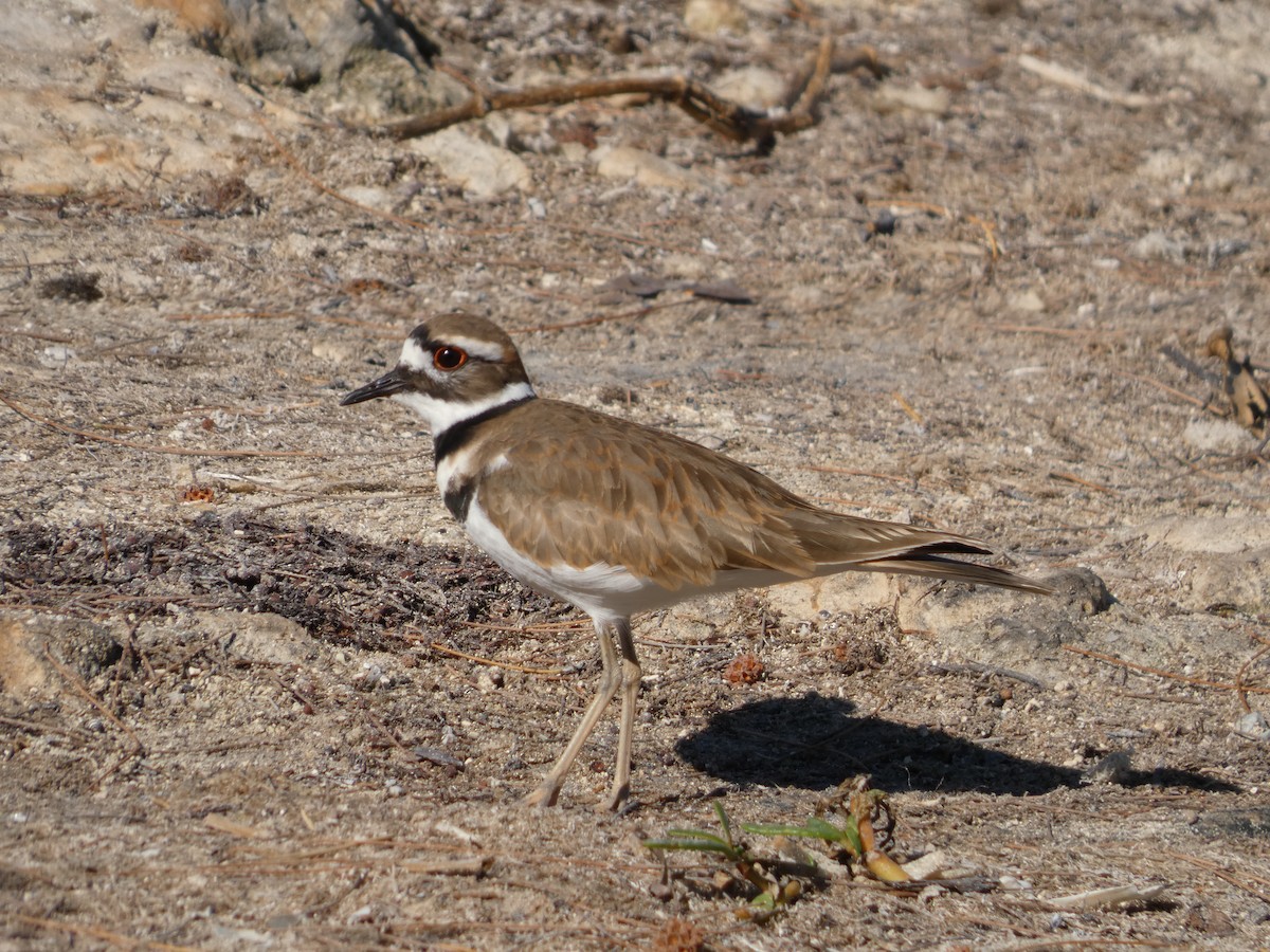 Killdeer - ML645844444