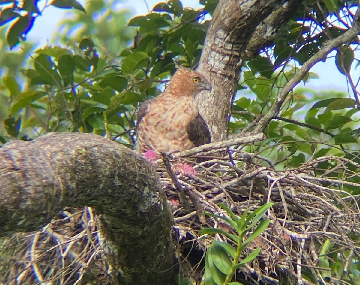 Wallace's Hawk-Eagle - ML645844445