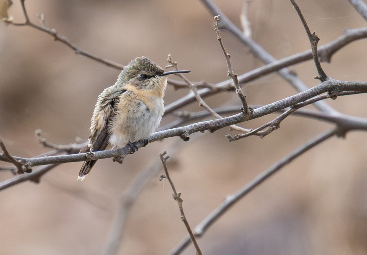 Peruvian Sheartail - ML645844446