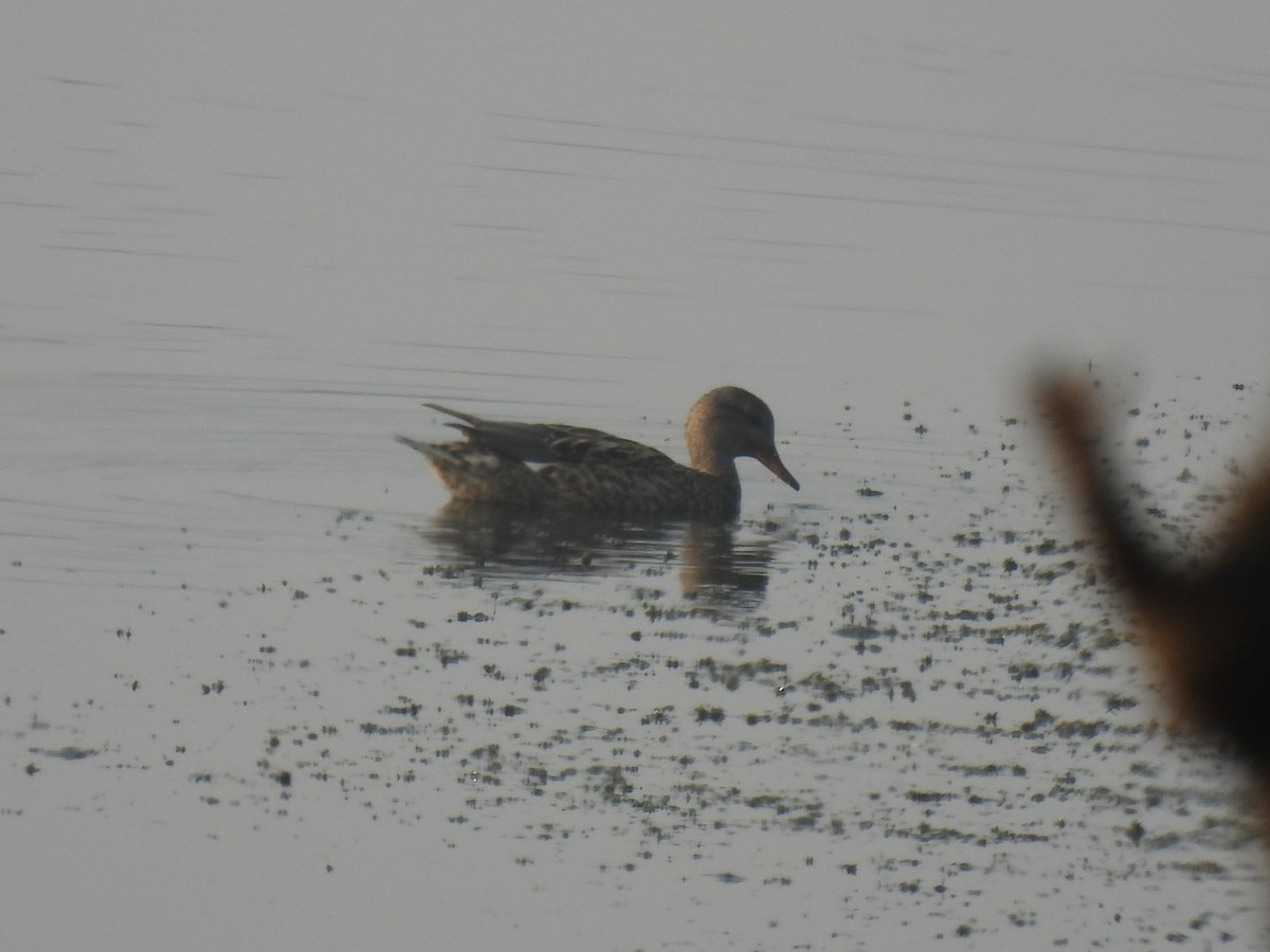 Серая утка - ML645844448