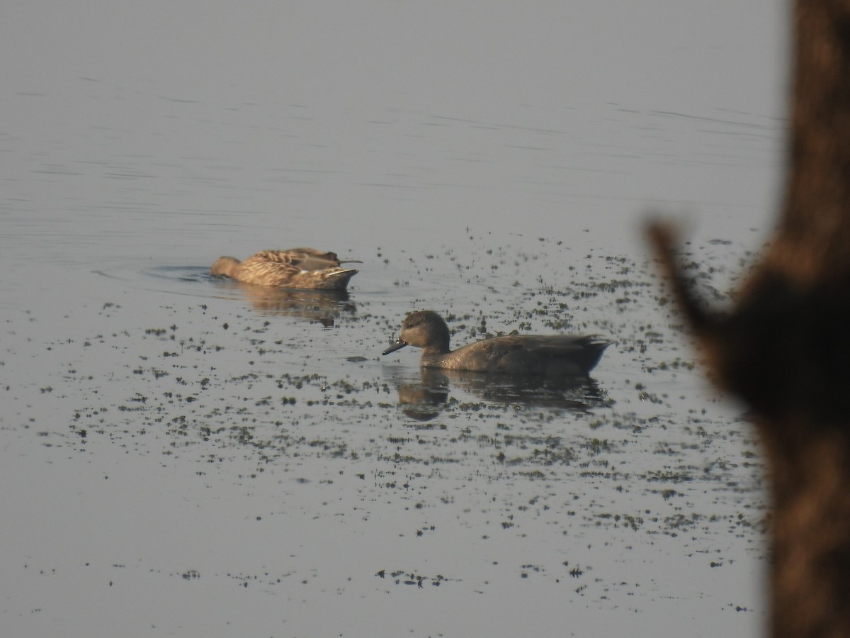 Серая утка - ML645844449