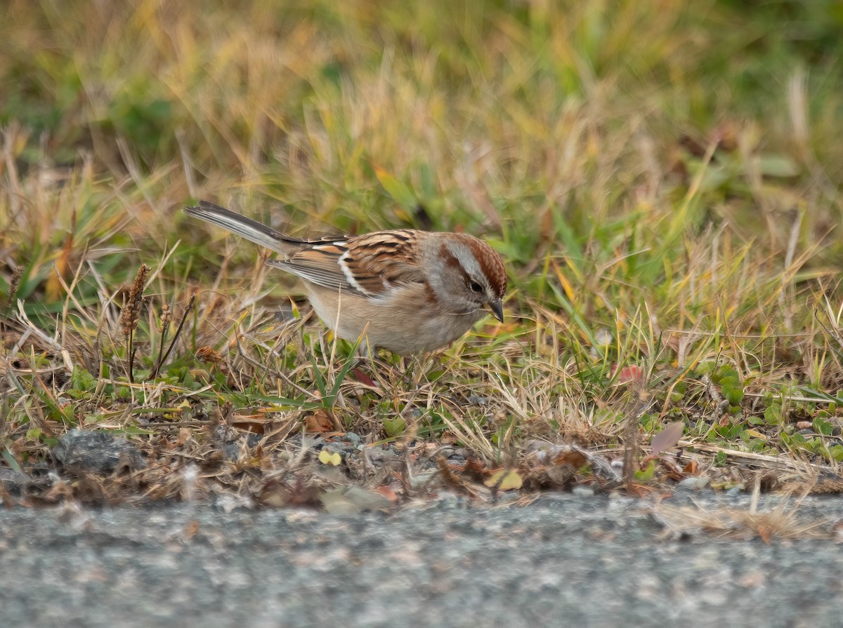 Пасовник північний - ML645844450