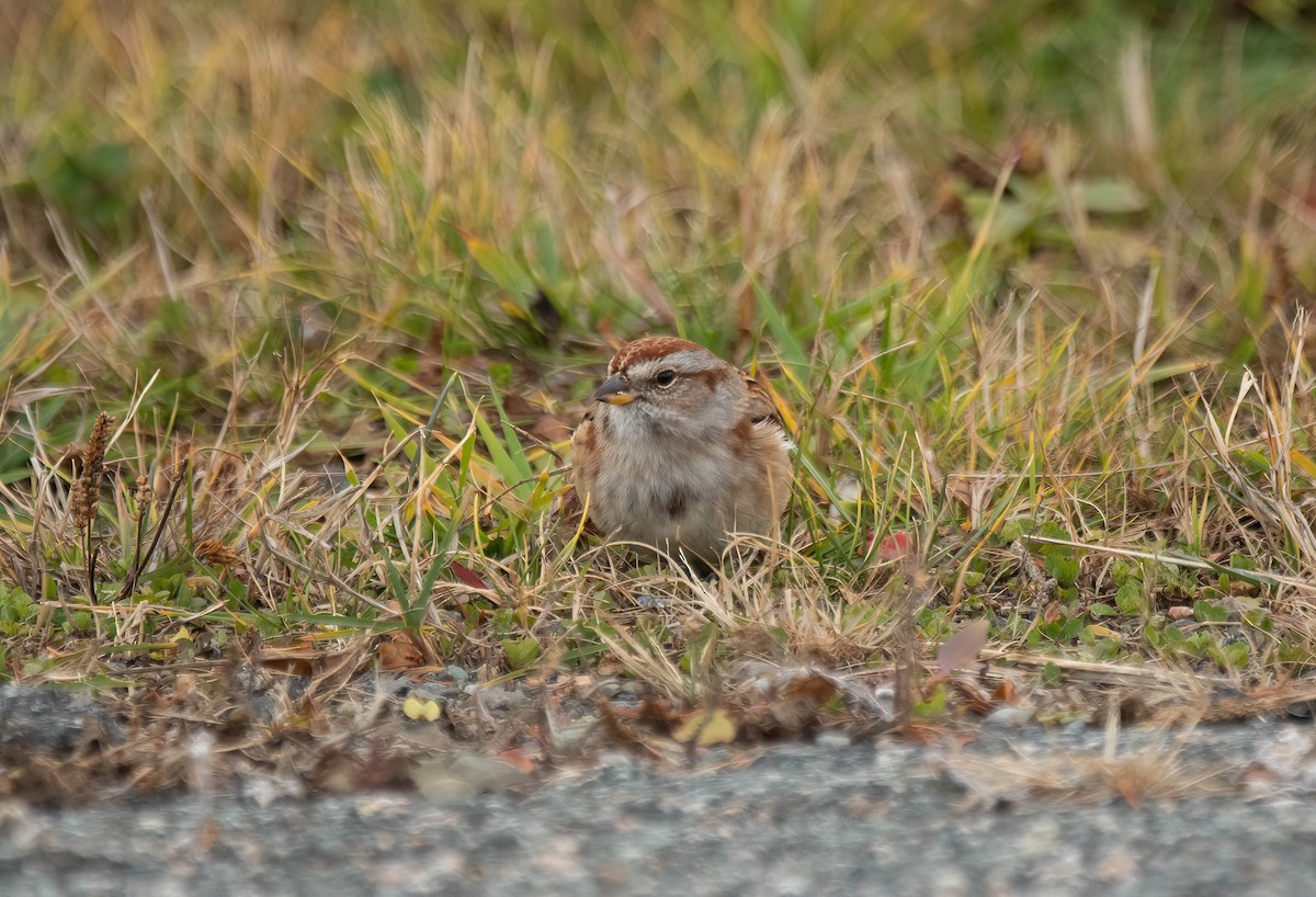 Пасовник північний - ML645844452
