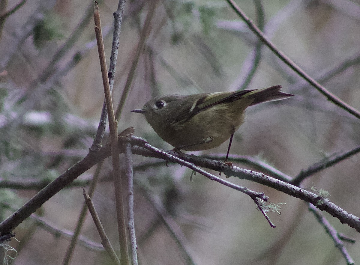 králíček americký - ML645844455