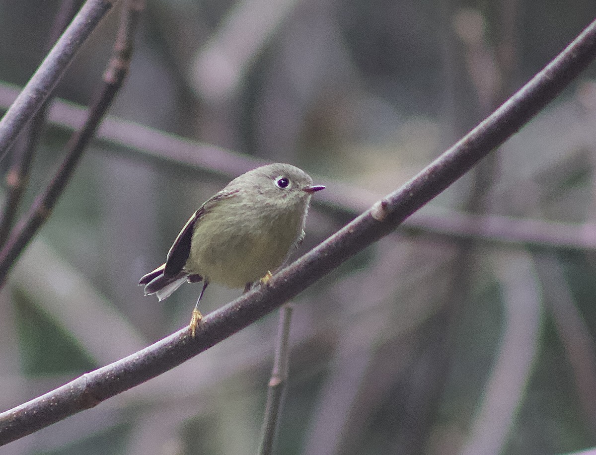 králíček americký - ML645844456