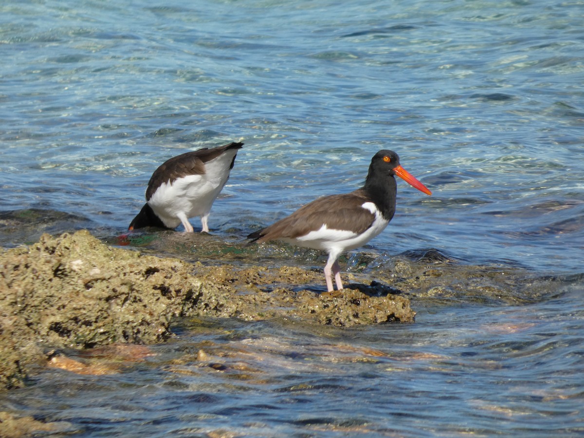 American Oystercatcher - ML645844457
