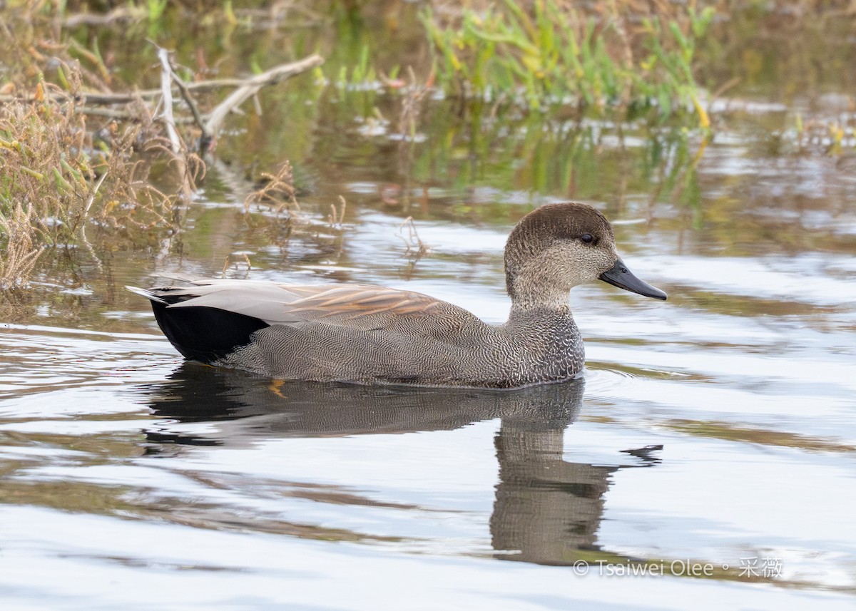 Серая утка - ML645844461