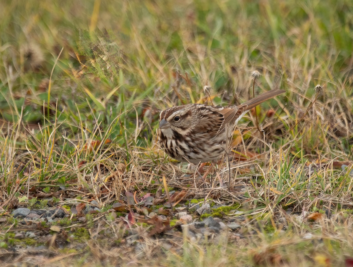 Song Sparrow - ML645844463