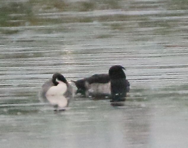 Moretta - ML645844466