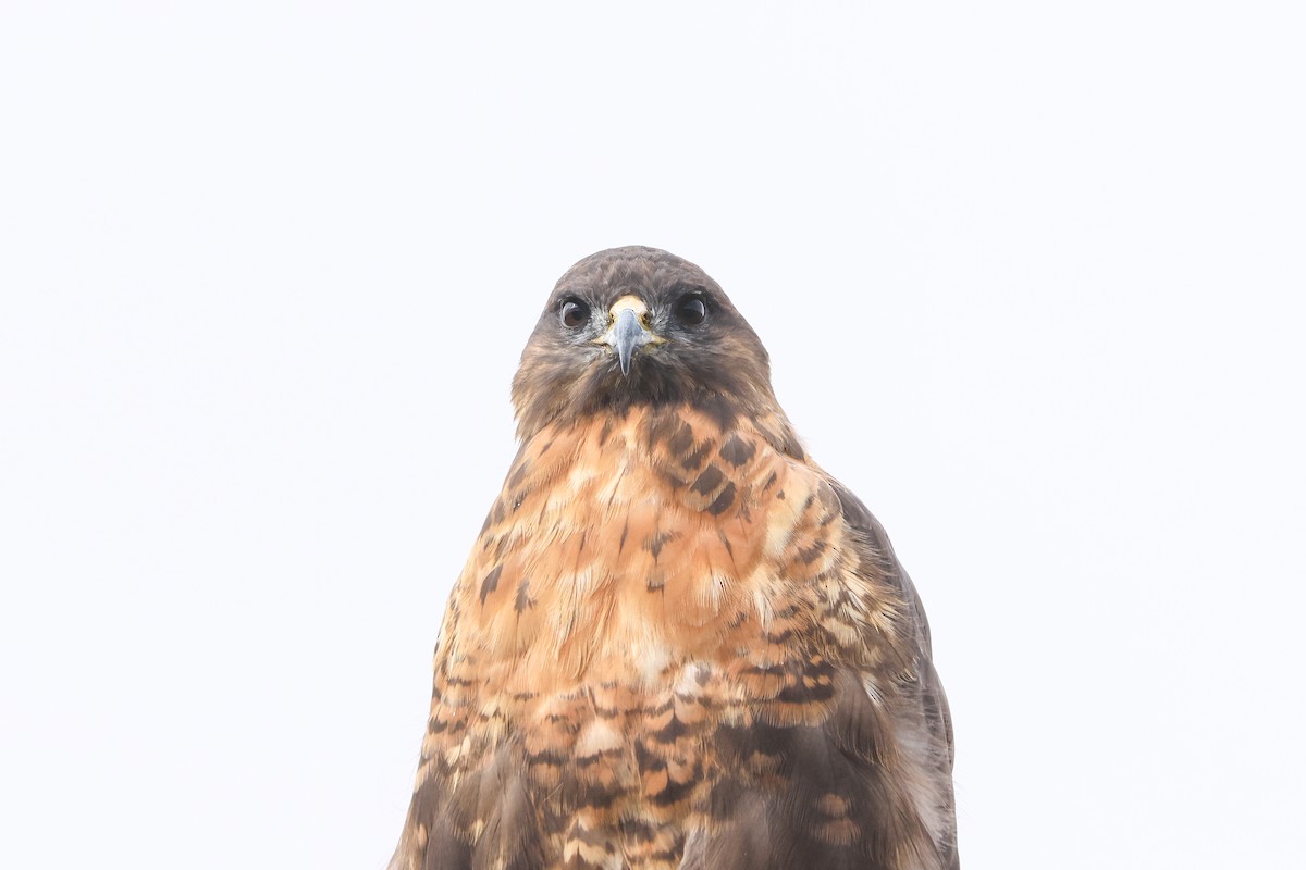Upland Buzzard - ML645844470