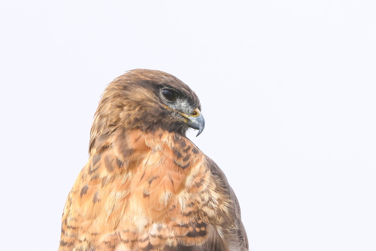 Upland Buzzard - ML645844471
