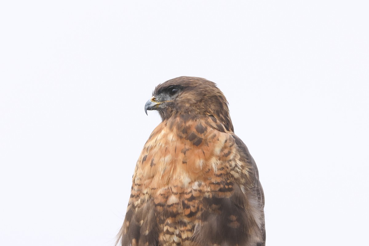 Upland Buzzard - ML645844472