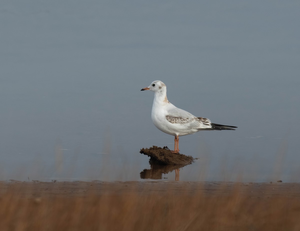 Black-headed Gull - ML645844473
