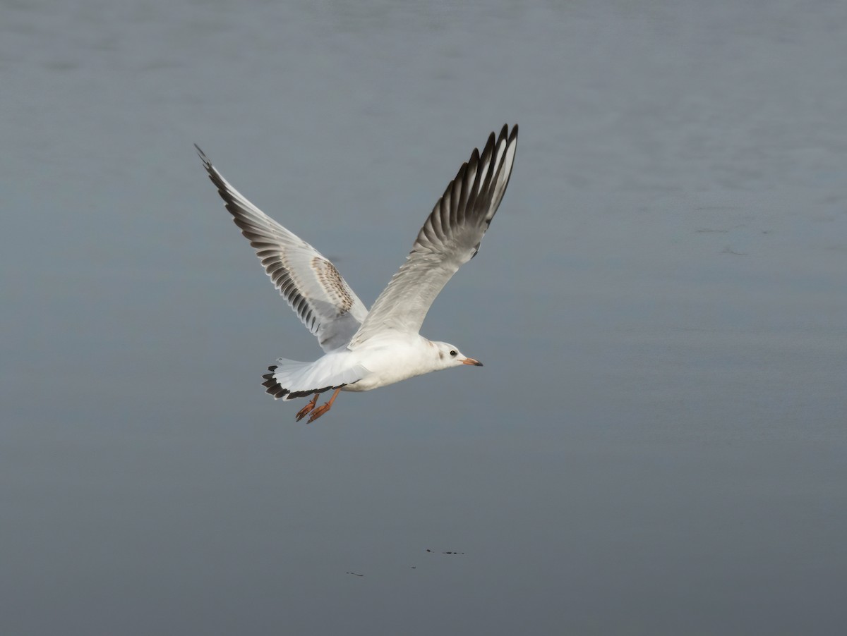 Black-headed Gull - ML645844476