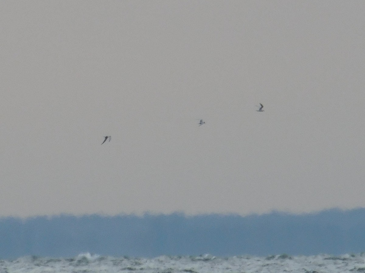 Forster's Tern - ML645844477