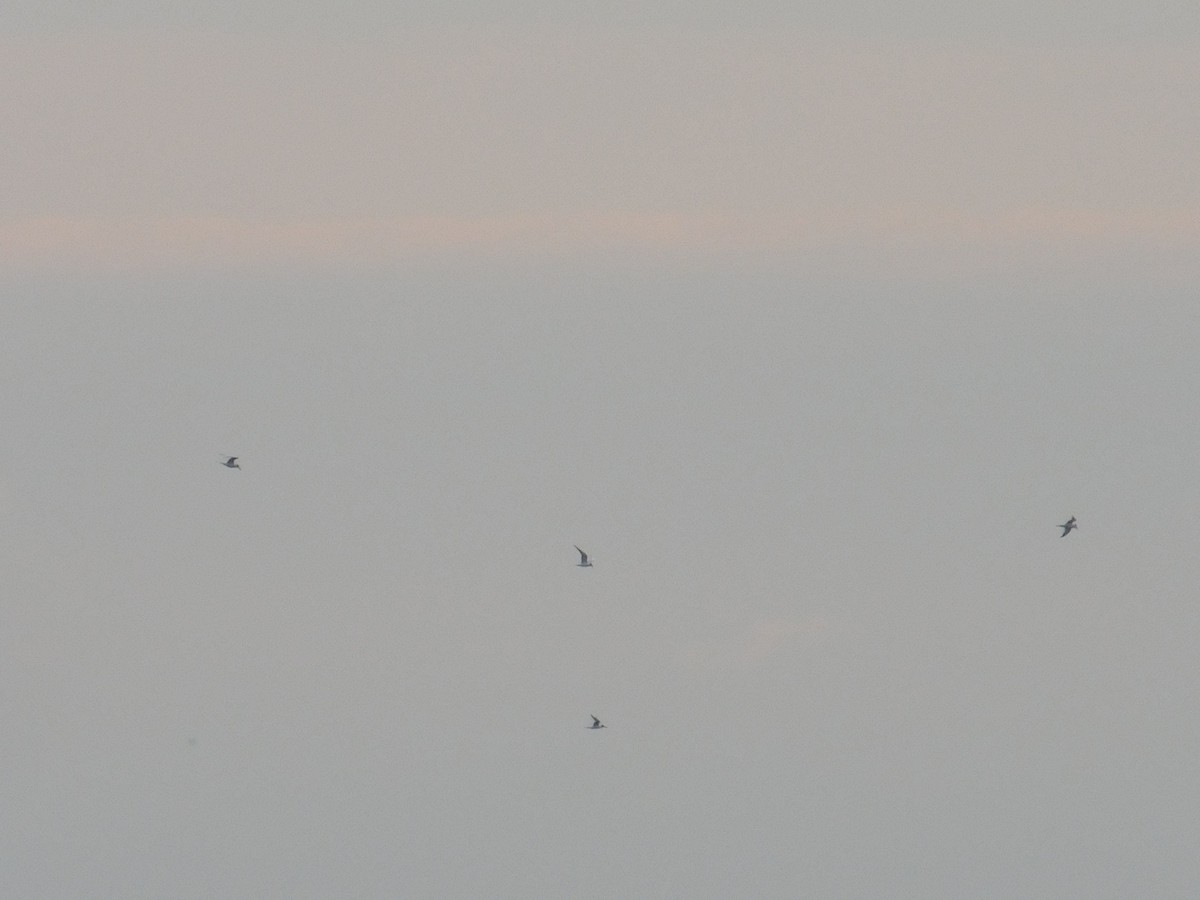 Forster's Tern - ML645844478